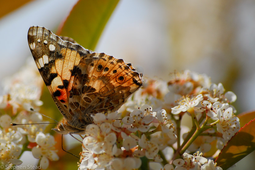 NIKON D200 - 55.0-200.0 mm f/4.0-5.6